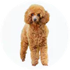 Poodle Standard