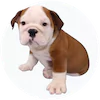 Bulldog