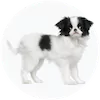 Japanese Chin