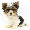 Biewer Terrier