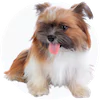 Silkychon