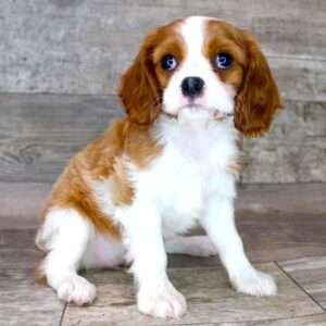 Cavalier King Charles Spaniel