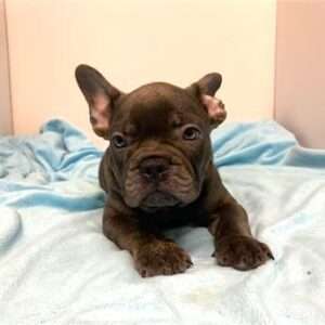French Bulldog