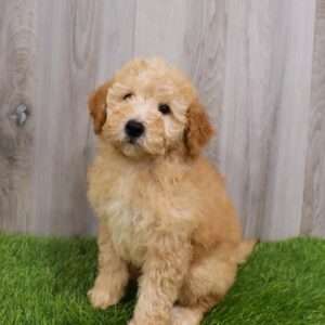 Goldendoodle