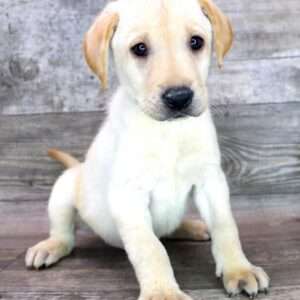 Labrador Retriever