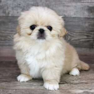 Pekingese