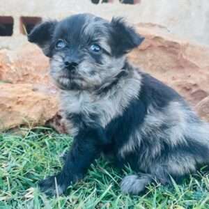 Pomapoo