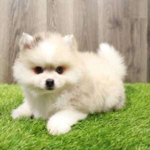Pomsky