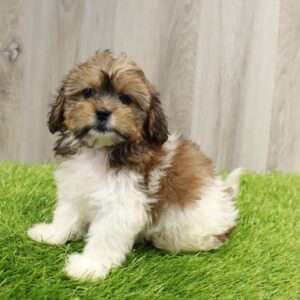 Shizapoo