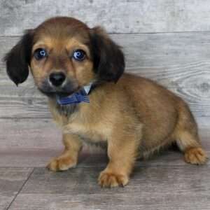 Chihweenie