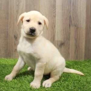 Labrador Retriever 8668