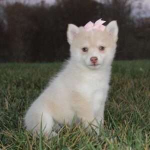 Pomsky 8078