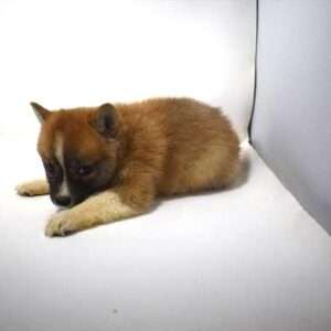 Shiba Inu 0115
