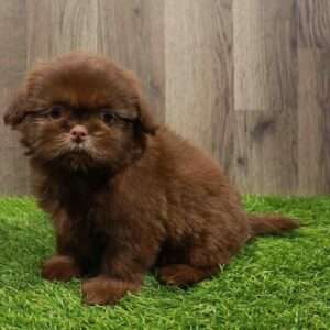 Shih Tzu 7621