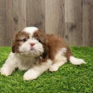 Shih Tzu 8259