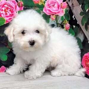 Bichon Frise 5074