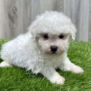 Bichon Frise 4471