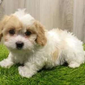 Cavachon 9251