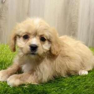 Cavachon 9256
