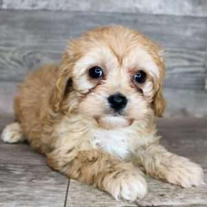 Cavachon