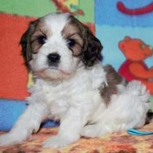 Cavachon 8161