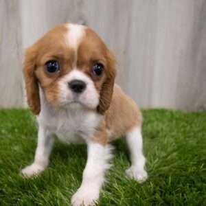Cavalier King Charles Spaniel 8290