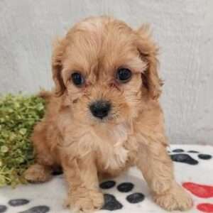 Cavapoo 6404