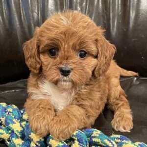 Cavapoo 6790