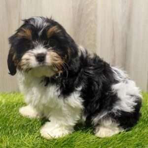 Cavapoo 0527