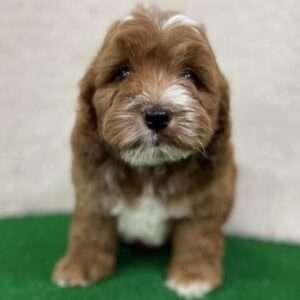 Cockapoo 0217