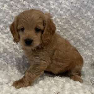 Cockapoo 9880
