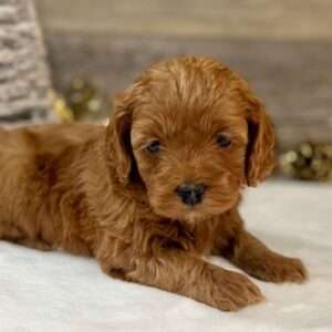 Cockapoo 0594