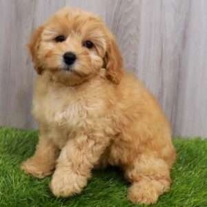 Cockapoo 5030