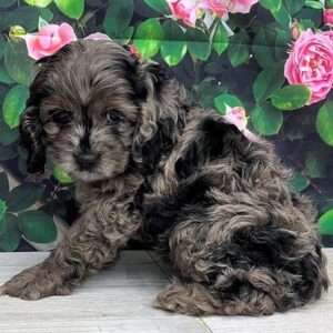 Cockapoo 4246