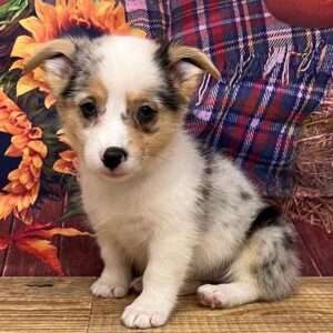 Pembroke Welsh Corgi 5746