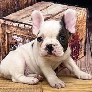 French Bulldog 6220