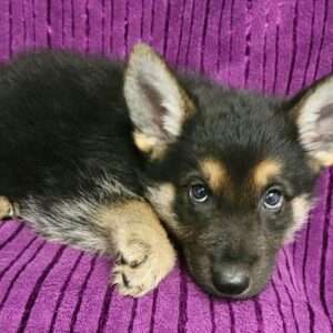 German Shepherd 4862