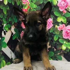 German Shepherd 4168