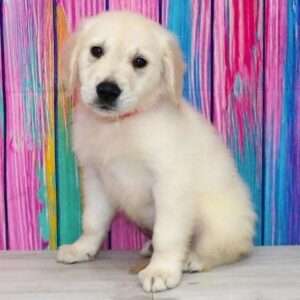 Golden Retriever 3636