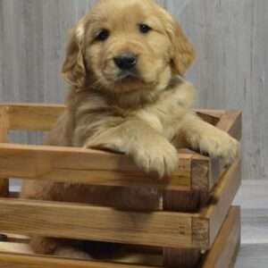 Golden Retriever 6496