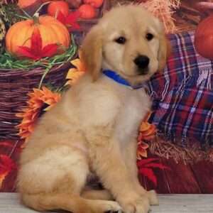 Golden Retriever 5599