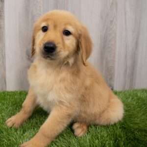 Golden Retriever 7989