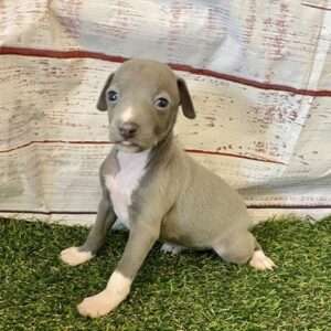 Italian Greyhound 8149