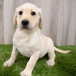Labrador Retriever 2274