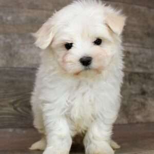 Maltese
