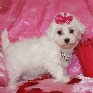 Maltese 8475