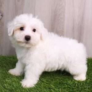 Maltipoo