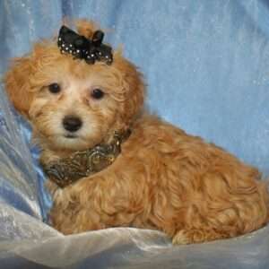 Maltipoo