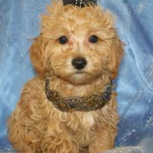 Maltipoo