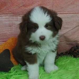 Mini Australian Shepherd 0883
